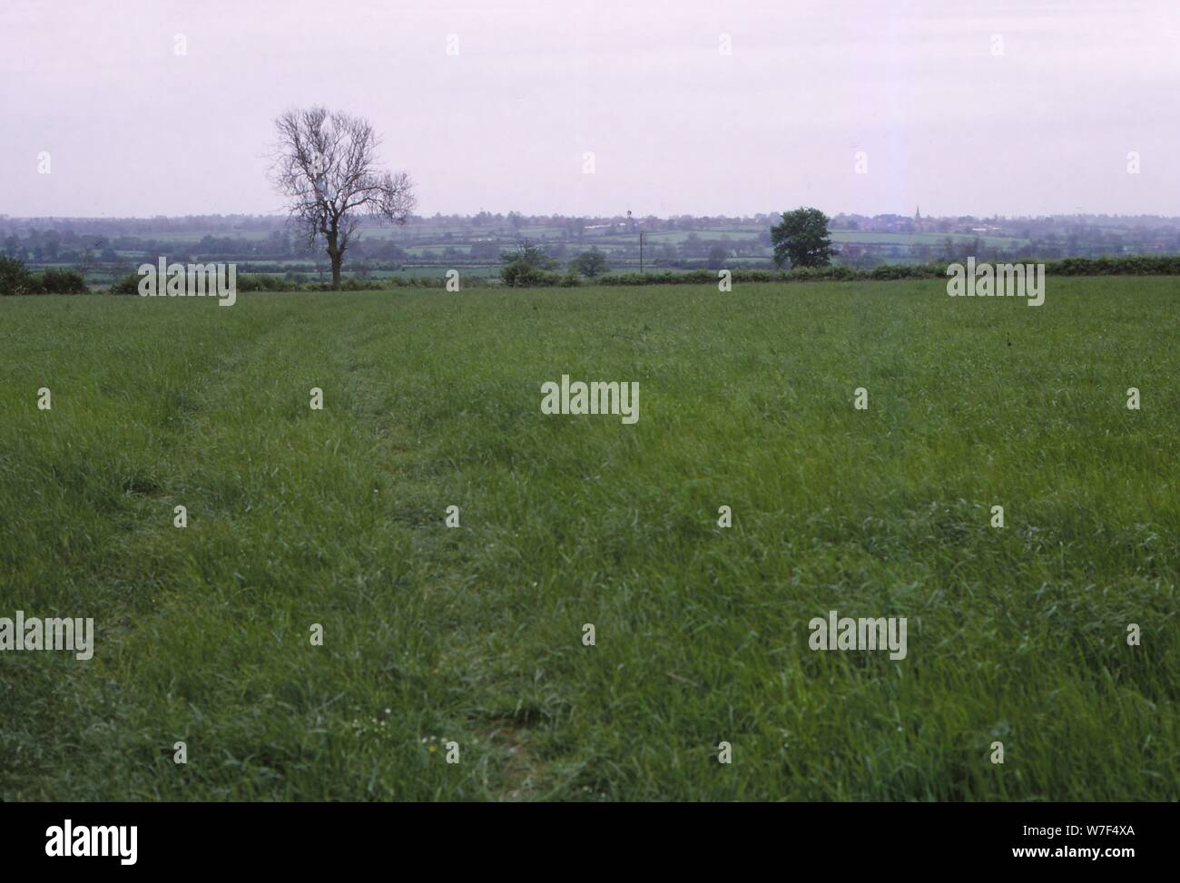 Bosworth Field. Leicestershire, England, 20. Jahrhundert. Künstler: CM Dixon. Stockfoto
