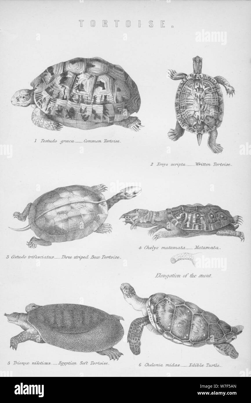 "Schildkröte", 1885. Künstler: unbekannt. Stockfoto