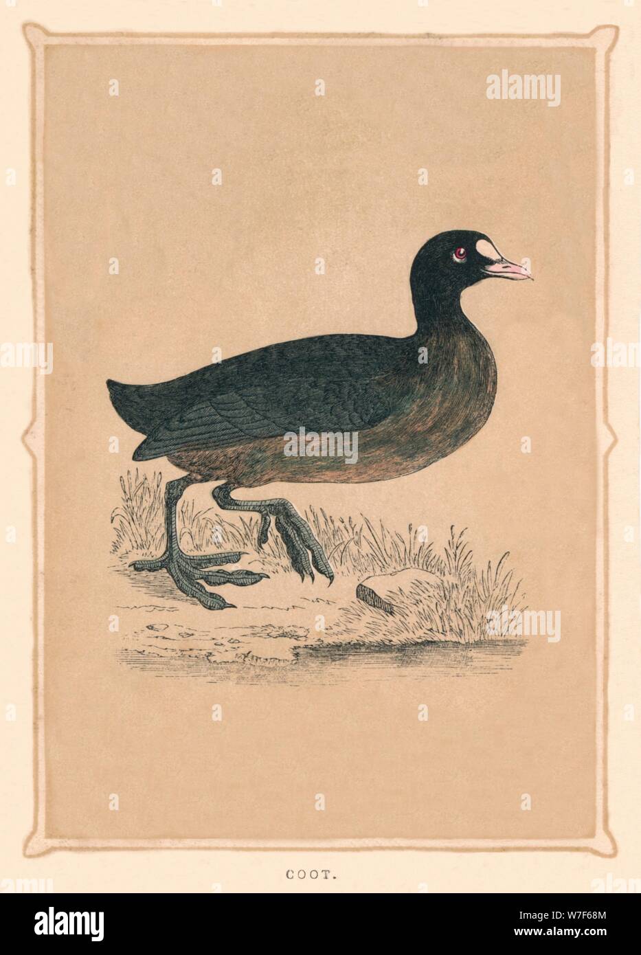 "Coot", (Fulica) c1850, (1856). Künstler: unbekannt. Stockfoto