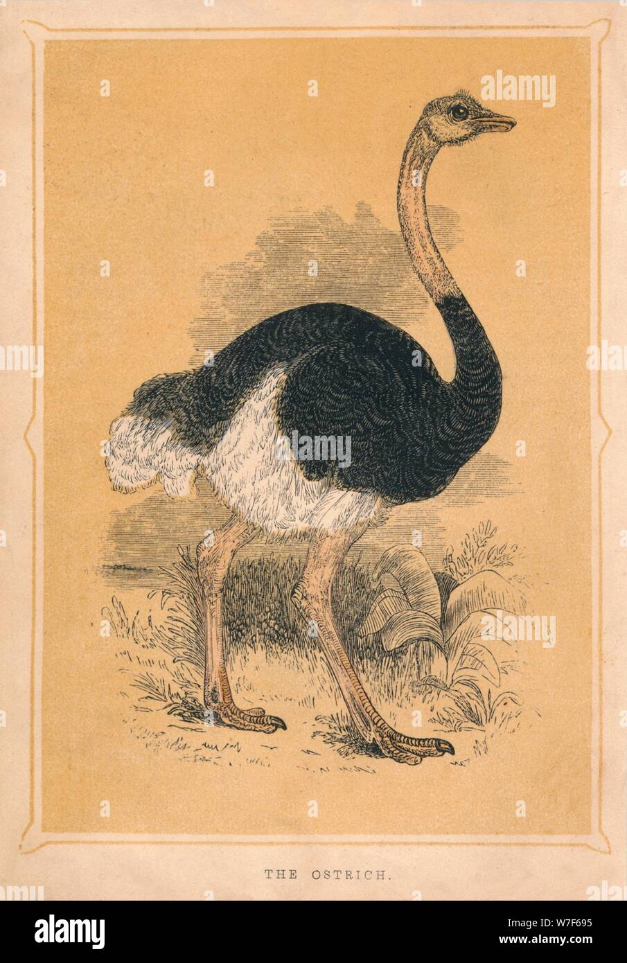 "Der Strauß', (Struthio Camelus), c1850, (1856). Künstler: unbekannt. Stockfoto