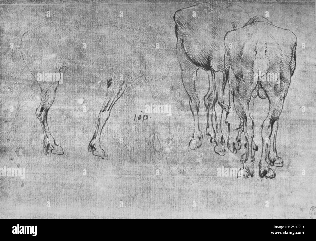 "Studien der Pferde weiden", c1480 (1945). Künstler: Leonardo da Vinci. Stockfoto