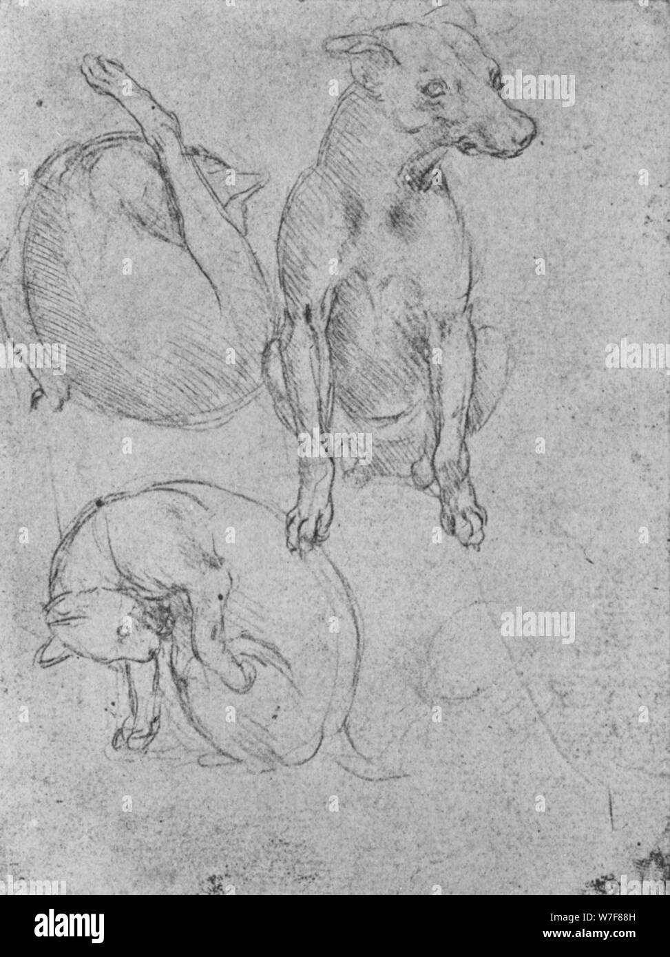 "Studien von einem Hund und einer Katze", c1480 (1945). Künstler: Leonardo da Vinci. Stockfoto