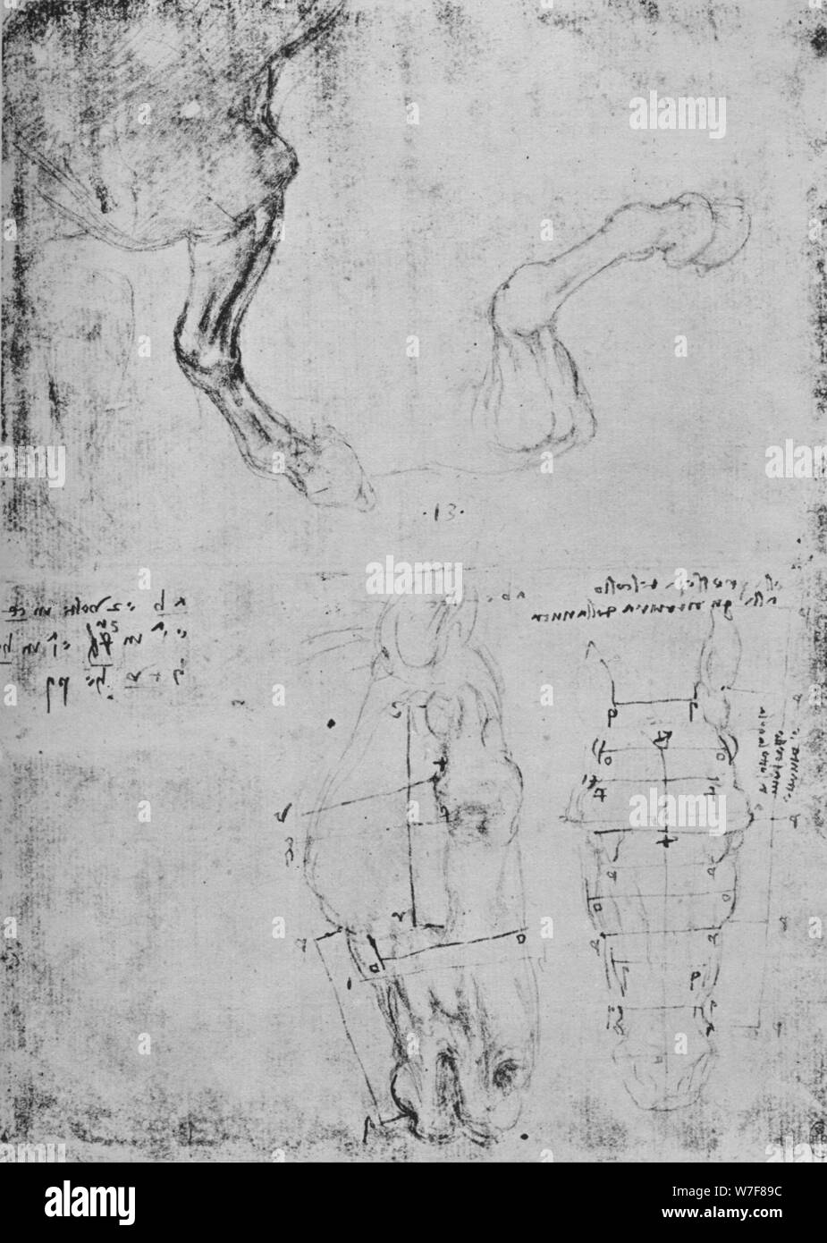 'Studien von Pferden Vordergrund-Beine und Zeichnungen von Pferden gemessen' Köpfe, c1480 (1945). Künstler: Leonardo da Vinci. Stockfoto