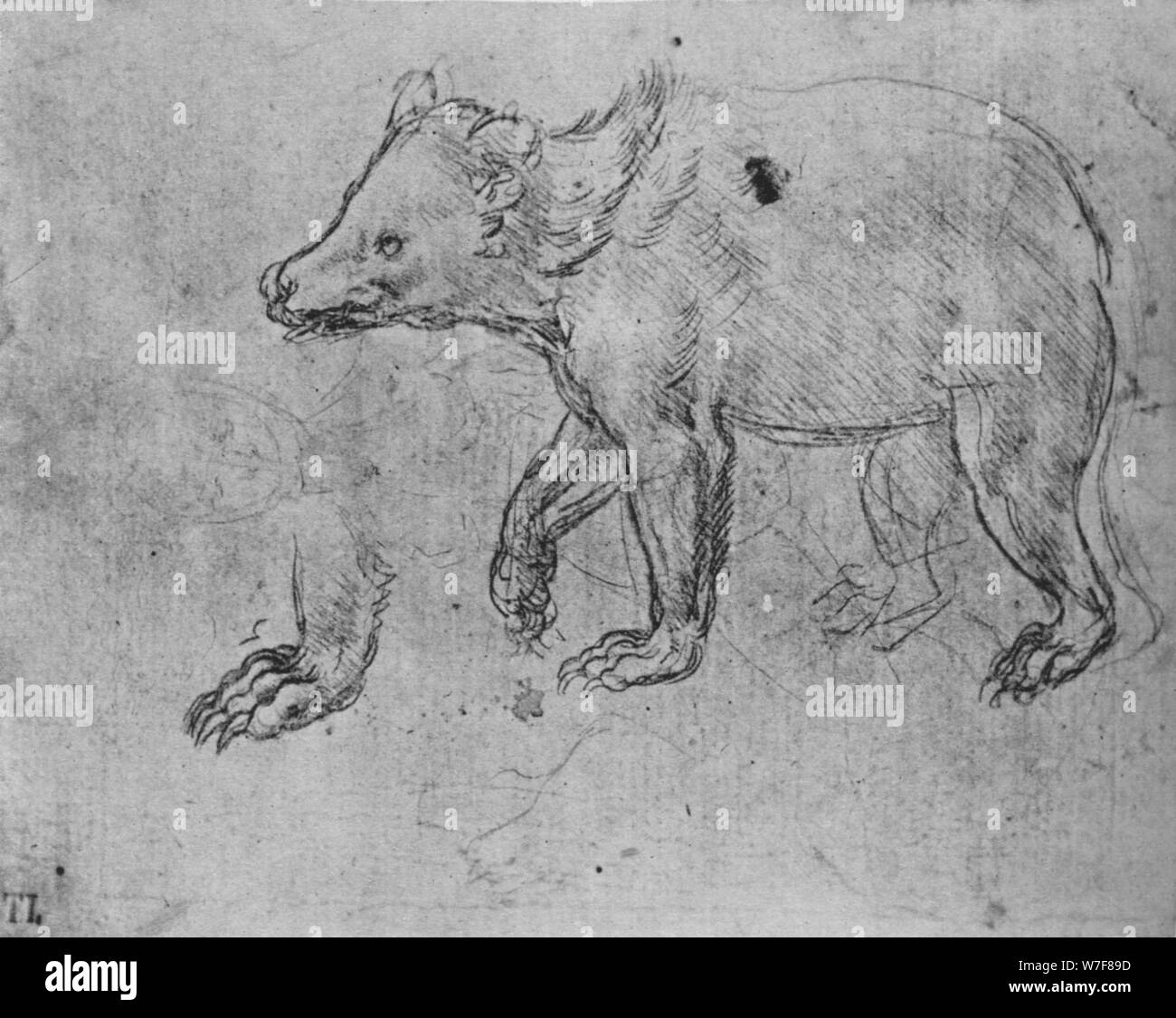 "Studie eines Bären", c1480 (1945). Künstler: Leonardo da Vinci. Stockfoto