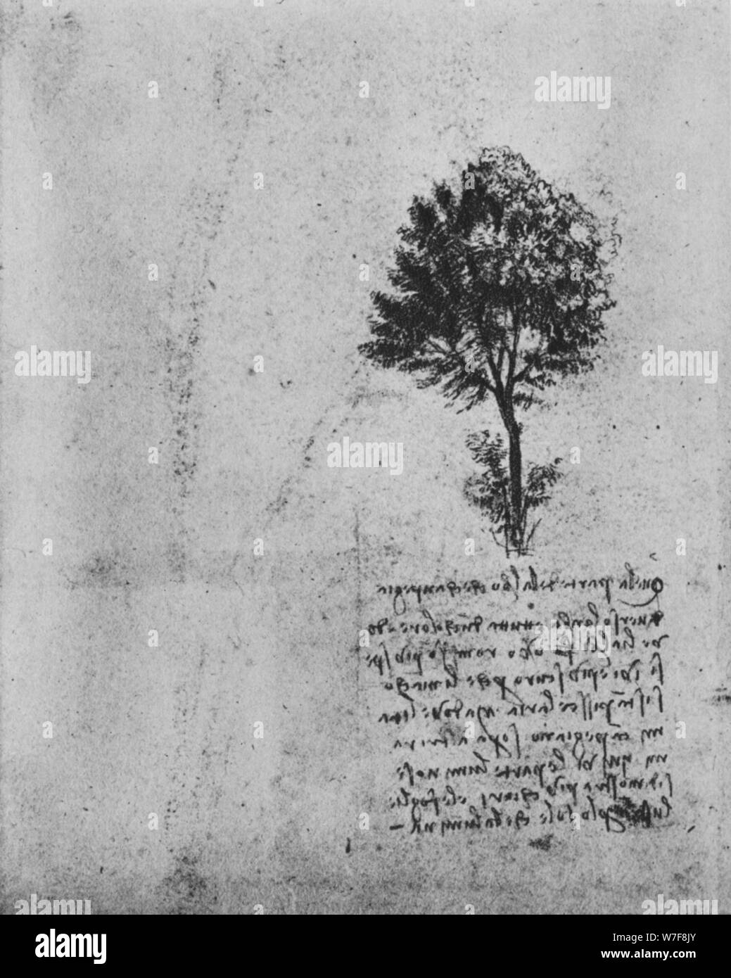 "Studie eines Baumes", c1480 (1945). Künstler: Leonardo da Vinci. Stockfoto