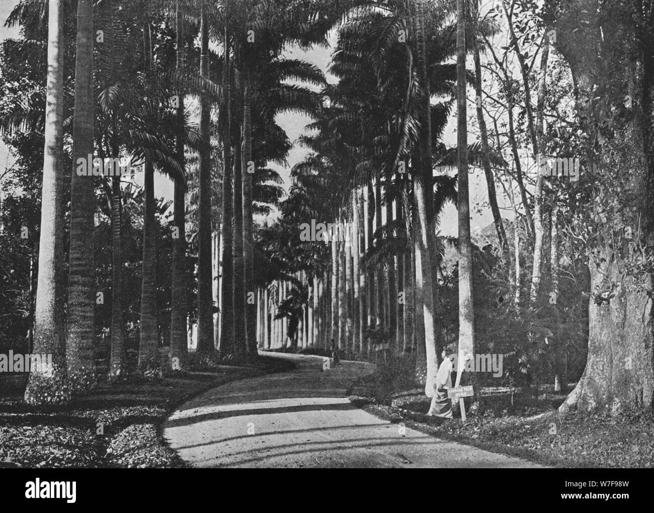 "Kohl-Palmen in Peradeniya Gardens', c1890, (1910). Künstler: Alfred Wilhelm Amandus Platte. Stockfoto