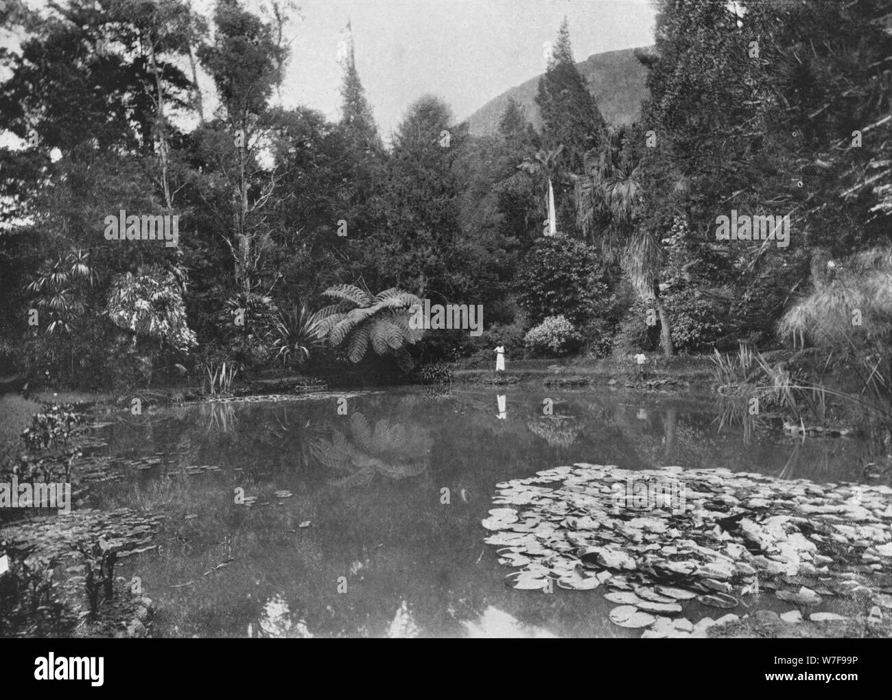 "Die Lotus-Teich, Hakgalla Gärten, Nuwara Eliya", c1890, (1910). Künstler: Alfred Wilhelm Amandus Platte. Stockfoto