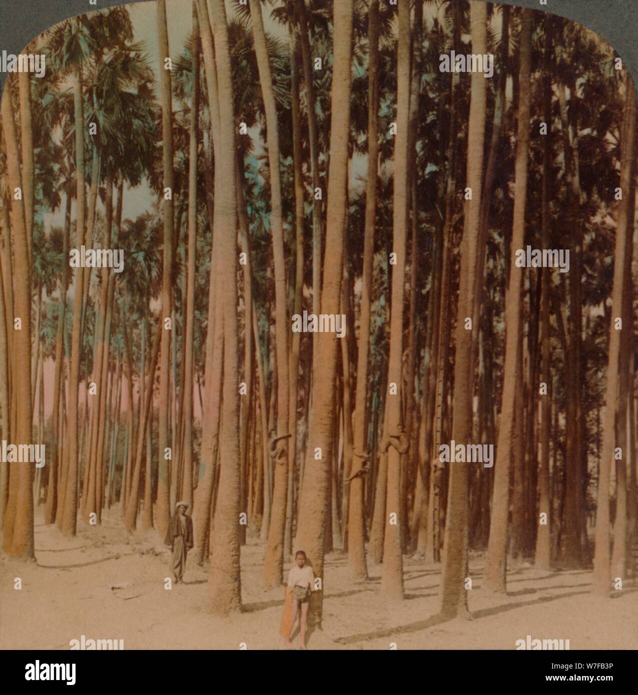 "Toddy Palmen 100 Fuß hoch, Pagan, Burma", 1907. Künstler: Elmer Underwood, Bert Elias Underwood. Stockfoto