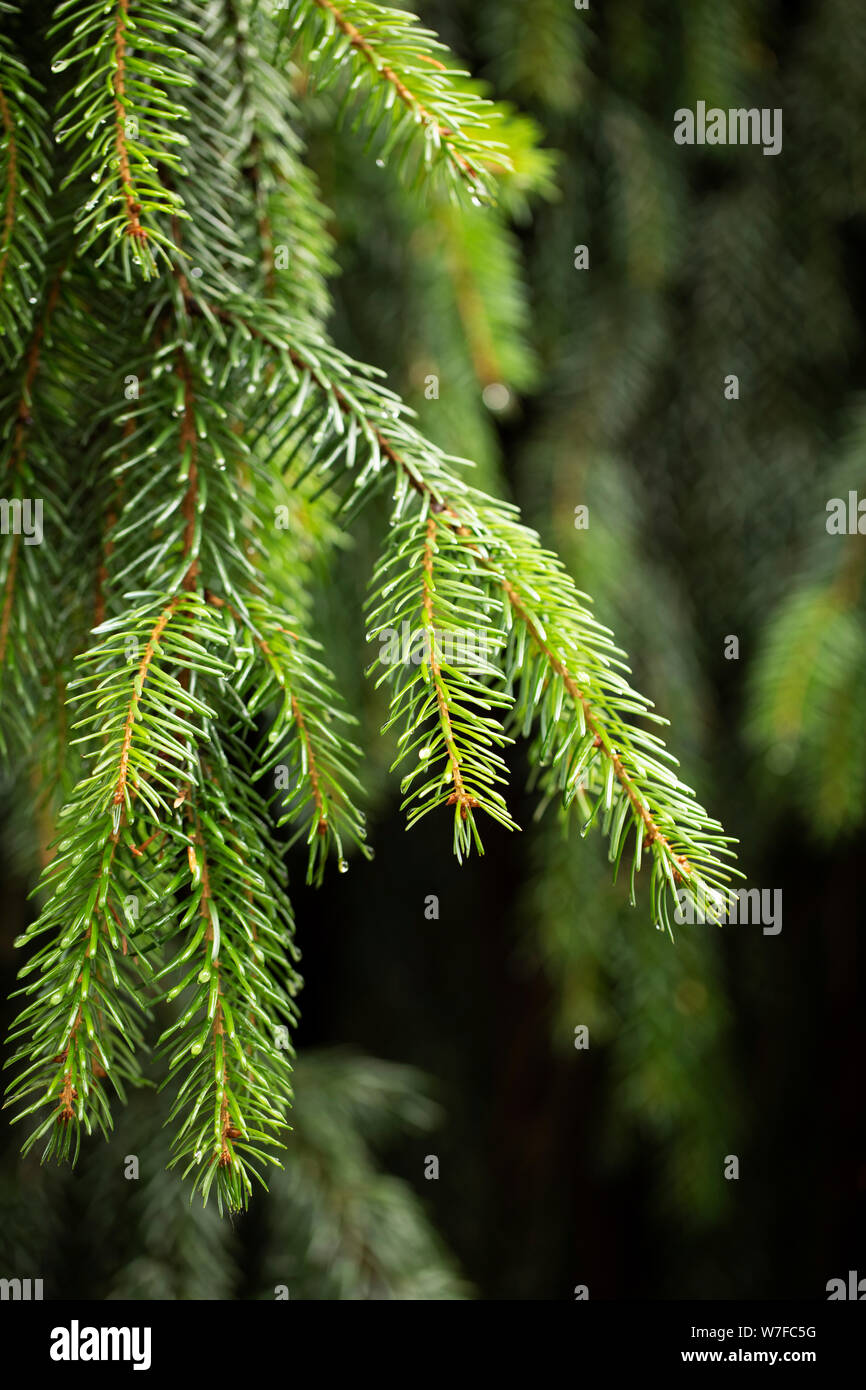 Picea omorika, oder serbische Fichte, in der Sorte Pendula (weinende Form). Dieser immergrüne Baum stammt aus Serbien und stammt aus der Familie der Pinaceae. Stockfoto