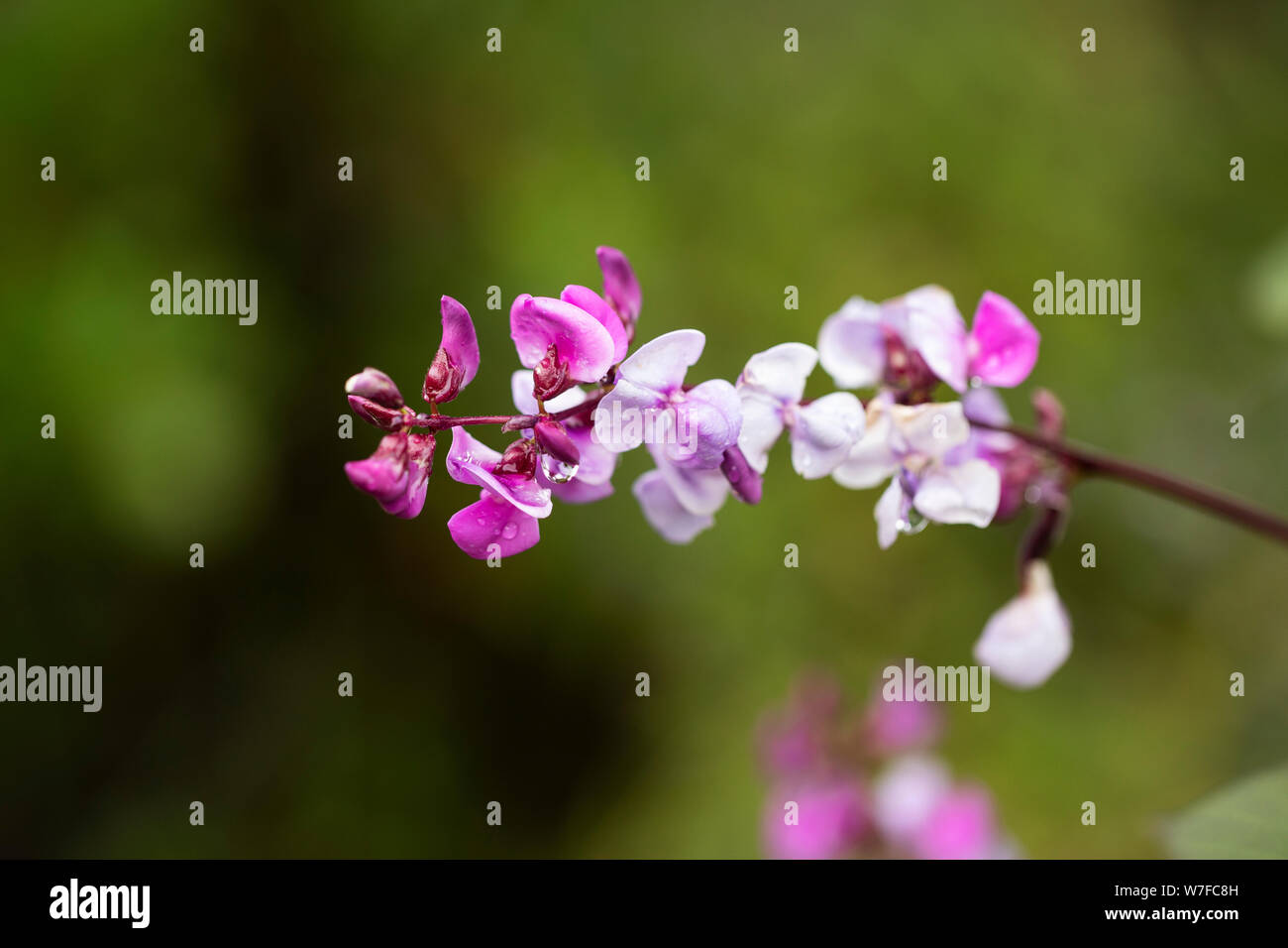 Blüten des Lablab purpureus, einer afrikanischen Bohne aus der Familie der Fabaceae, bekannt als Hyazinthbohne, Lablab-Bohne, ägyptische Nierenbohne und dolichos-Bohne. Stockfoto