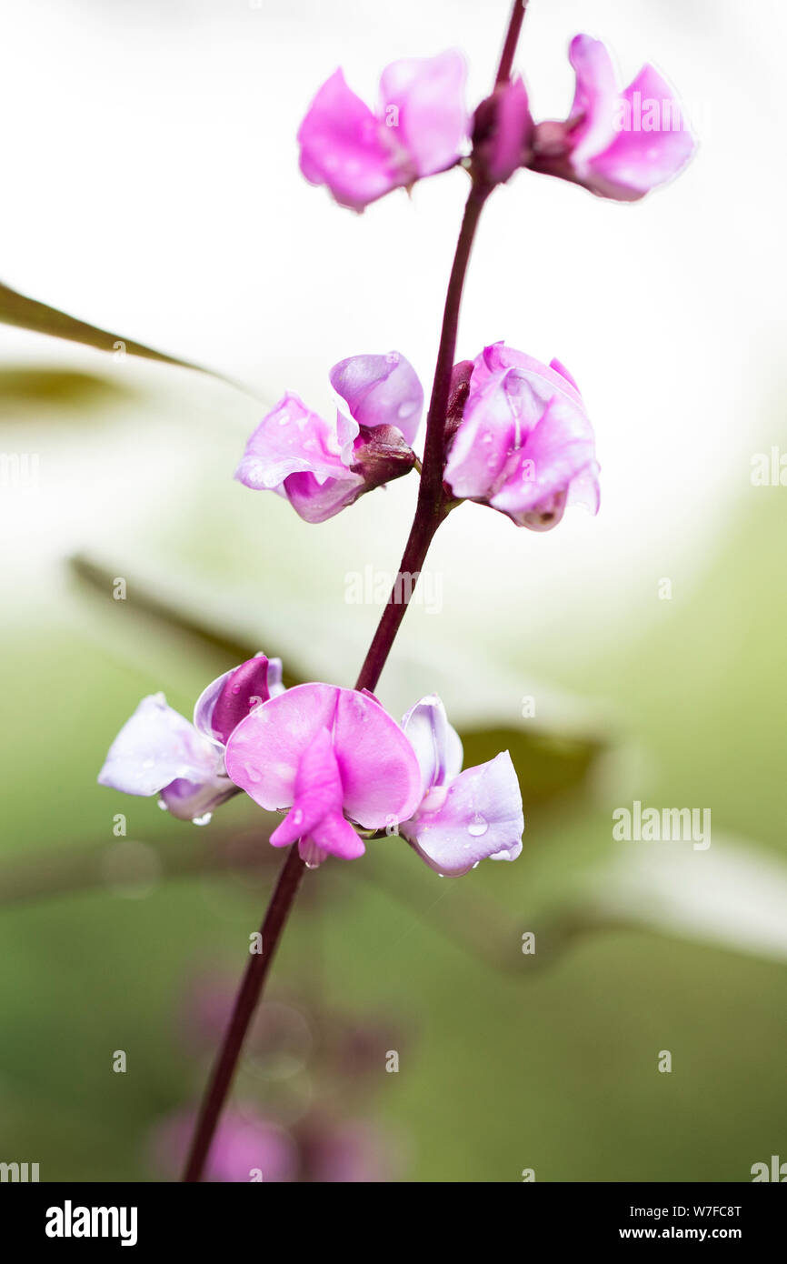 Blüten des Lablab purpureus, einer afrikanischen Bohne aus der Familie der Fabaceae, bekannt als Hyazinthbohne, Lablab-Bohne, ägyptische Nierenbohne und dolichos-Bohne. Stockfoto