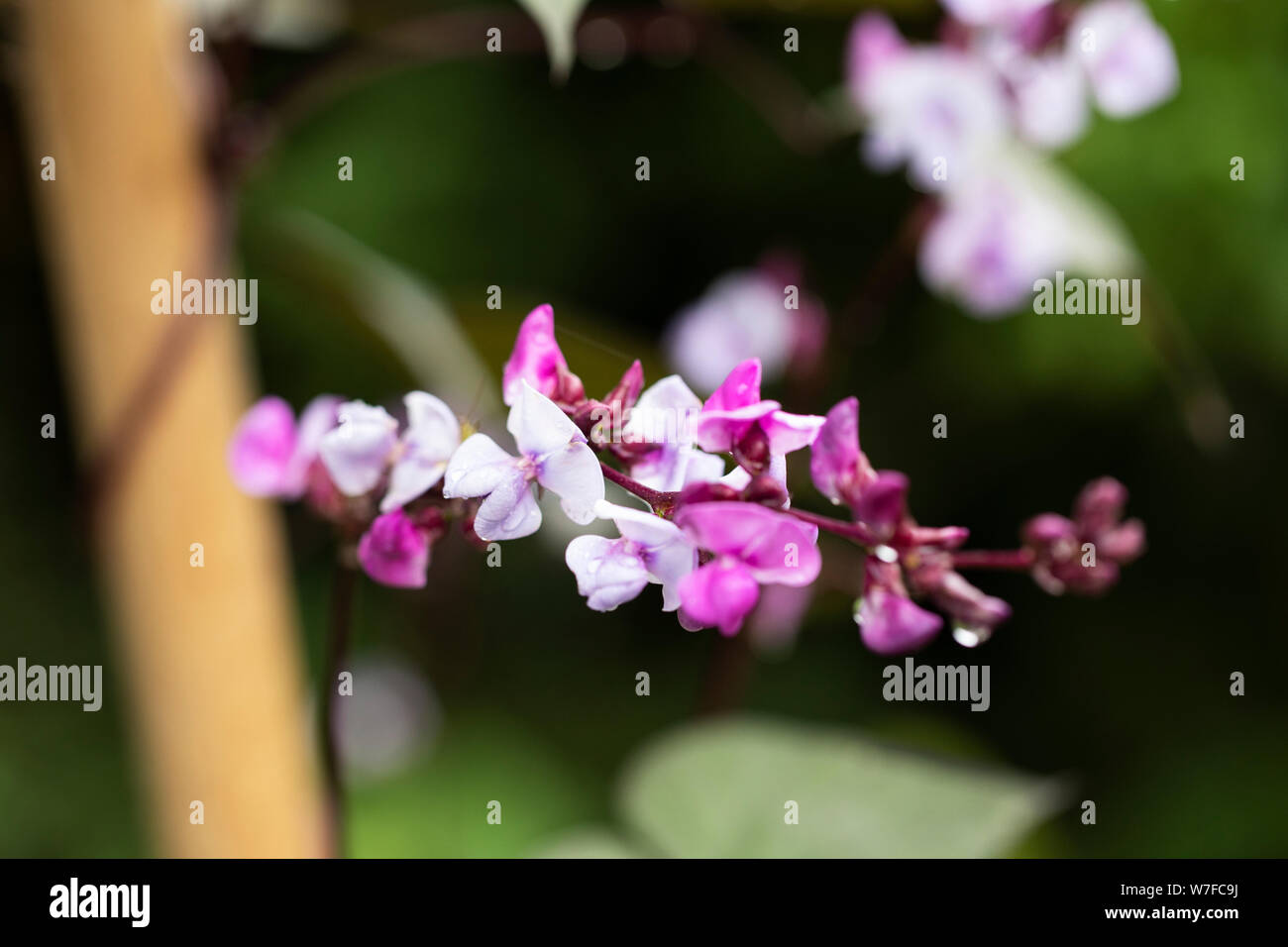 Blüten des Lablab purpureus, einer afrikanischen Bohne aus der Familie der Fabaceae, bekannt als Hyazinthbohne, Lablab-Bohne, ägyptische Nierenbohne und dolichos-Bohne. Stockfoto