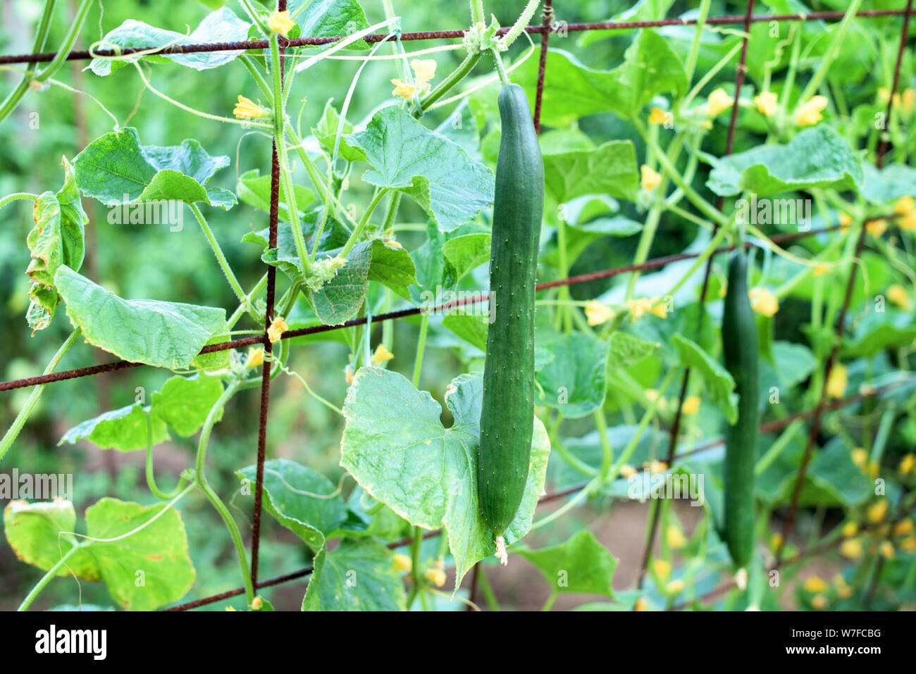 Das Wachstum und die Blüte der Gemüsegarten Gurken. Die Bush Gurken auf dem Gitterwerk. Gurken vertikale Einpflanzen. Anbau von ökologischen Lebensmitteln. Gurken Stockfoto