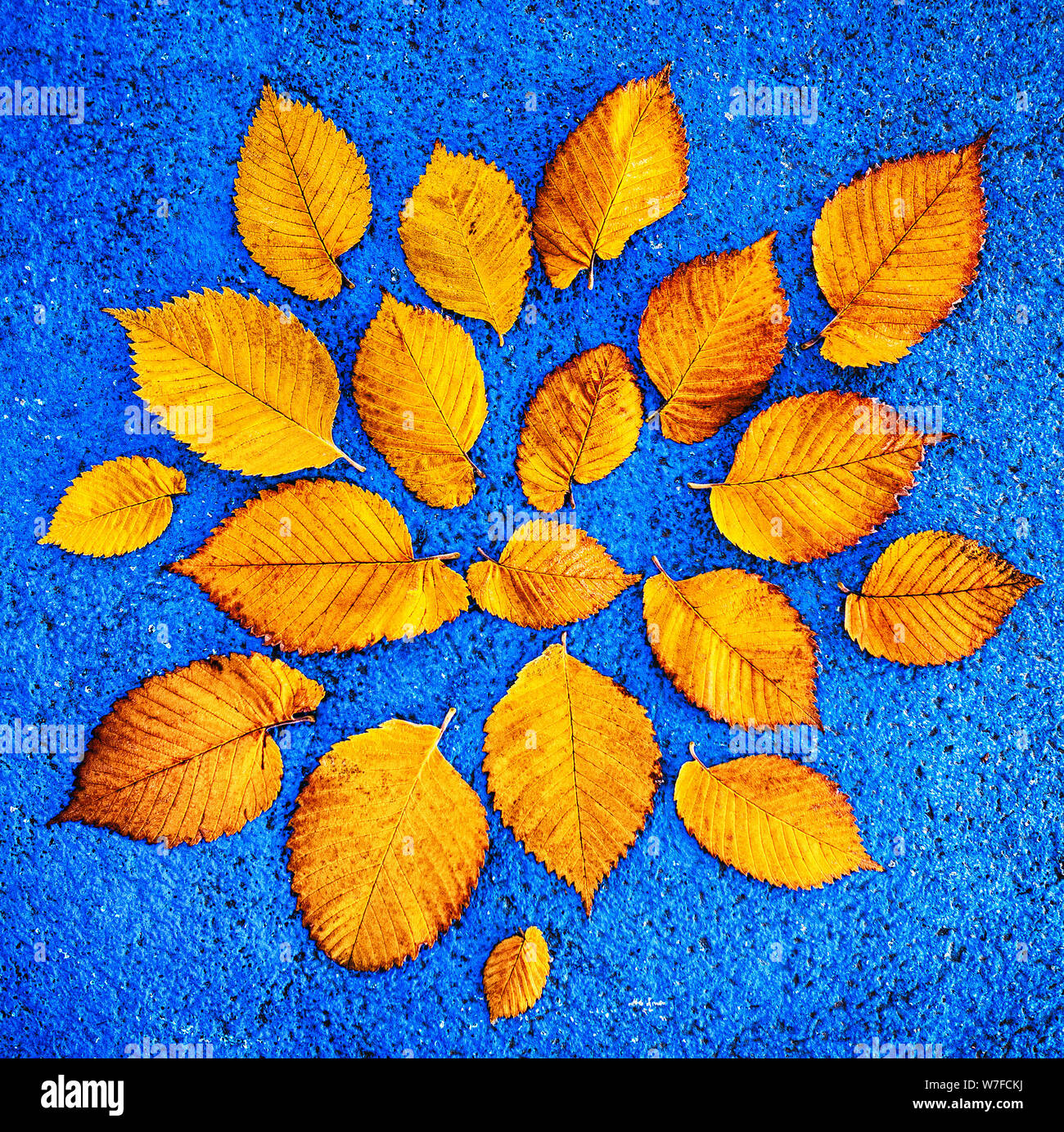 Gelbe Ginkgoblätter auf blauem Hintergrund Stockfoto