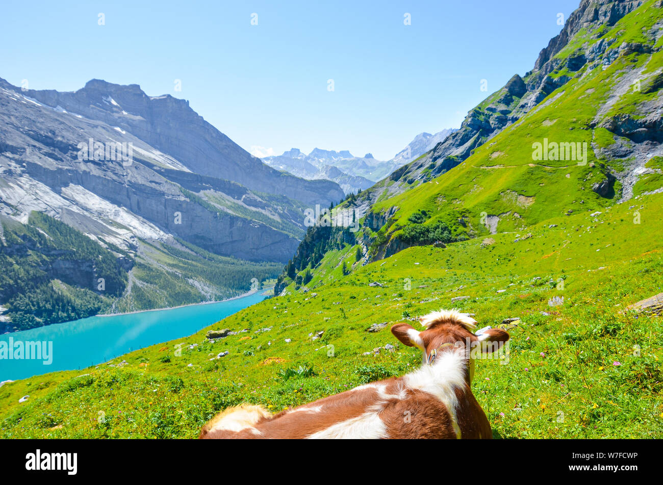 Alpine Kuh mit Blick auf die schöne Landschaft von Oeschinensee in der Schweiz. Schweizer Alpen. Schweiz Sommer. Türkisfarbenen See. Kühe in den Alpen. Europäischen Reisezielen. Stockfoto