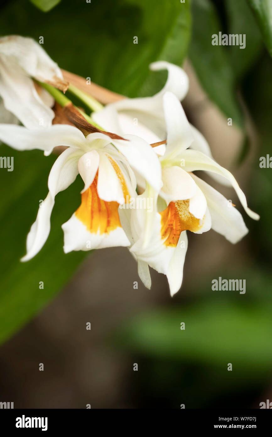 Coelogyne Hybrid-Orchidee in der Vielfalt Memoria Wilhelm Micholitz, wächst in einem Gewächshaus. Stockfoto