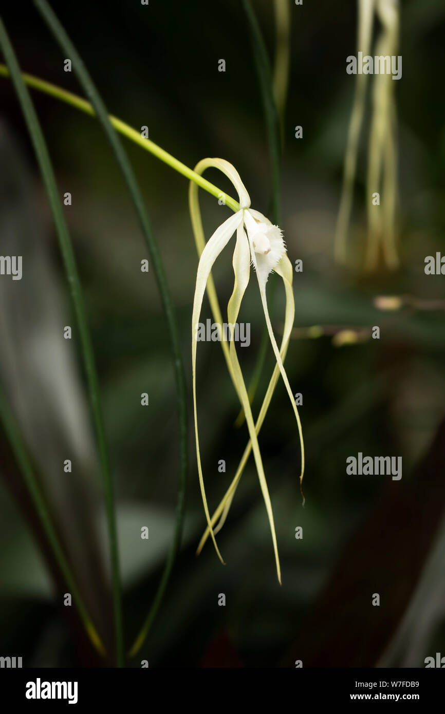 Brassavola cucullata, oder Papa langbeinige Orchidee, ist in Mexiko, Mittelamerika, Nord-Südamerika und den Westindien heimisch. Stockfoto