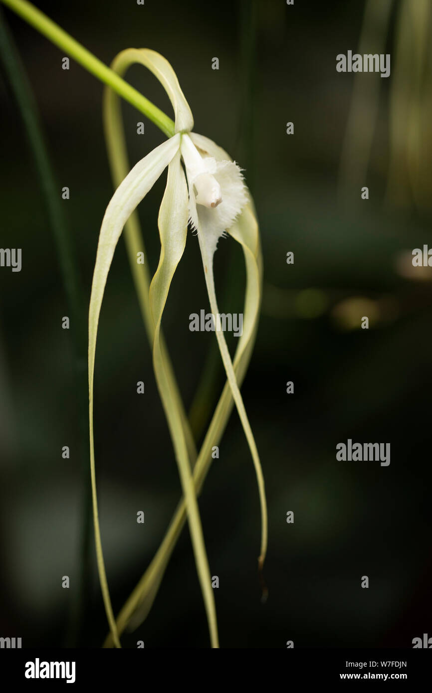 Brassavola cucullata, oder Papa langbeinige Orchidee, ist in Mexiko, Mittelamerika, Nord-Südamerika und den Westindien heimisch. Stockfoto