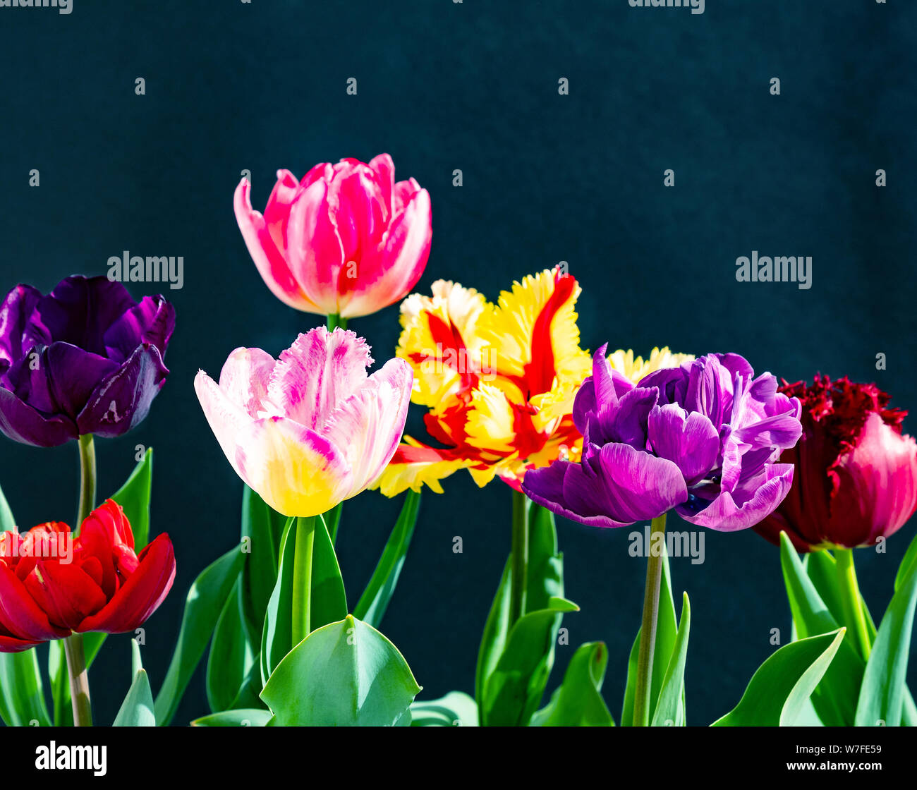 Bunte Tulpen Blumenstrauß auf dunklem Hintergrund Stockfoto
