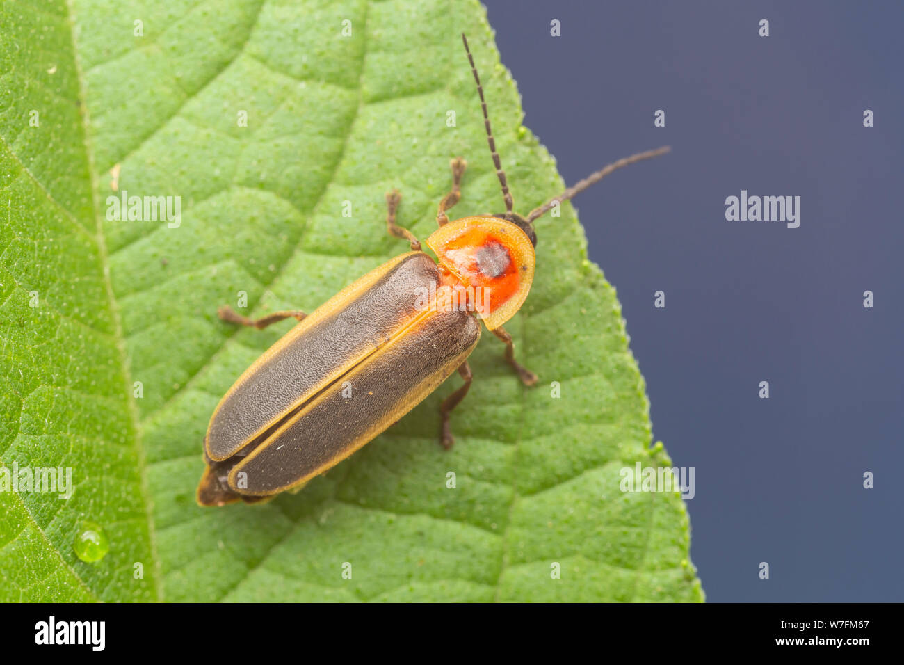 Gemeinsame östlichen Firefly (Photinus pyralis) Stockfoto