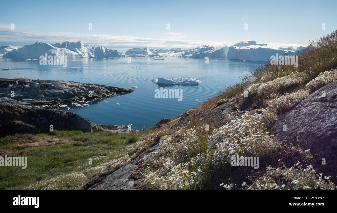 Weiße Sommerblumen mit abnehmenden Eisbergen im Westen Grönlands. Das Klima verändert sich. Stockfoto