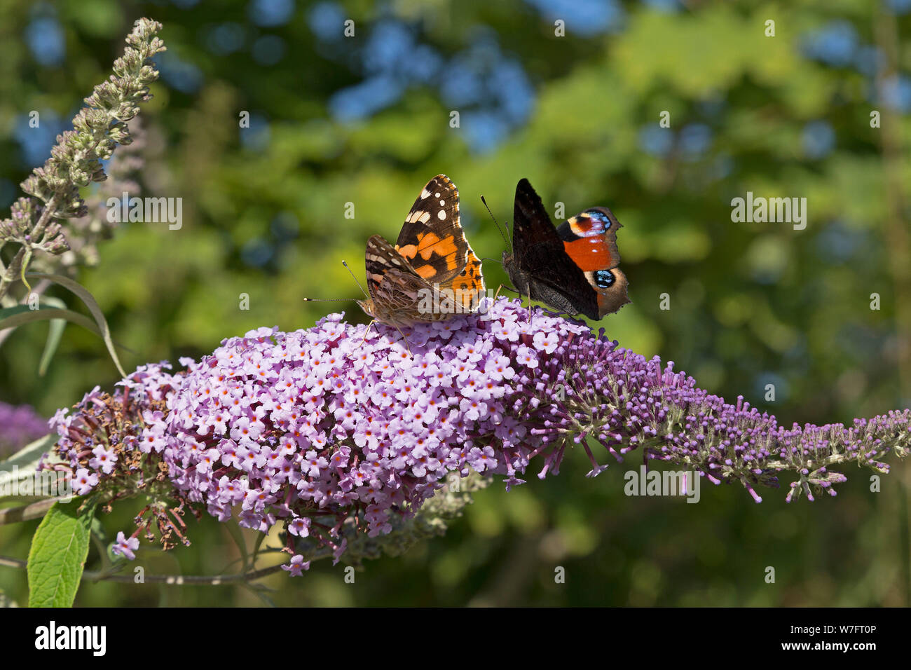 Tagpfauenauge (Inachis io) und distelfalter (Vanessa cardui) auf Schmetterling - Bush (Buddleja davidii) in der Nähe von Schönwalde, Schleswig-Holstein, Deutschland Stockfoto