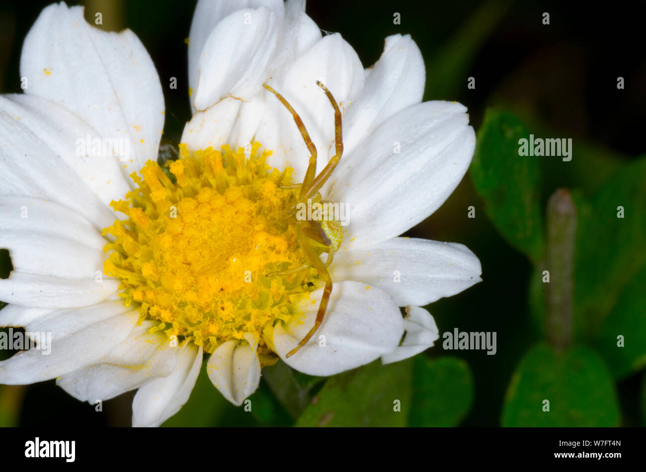 Crab Spider auf White Daisy Stockfoto