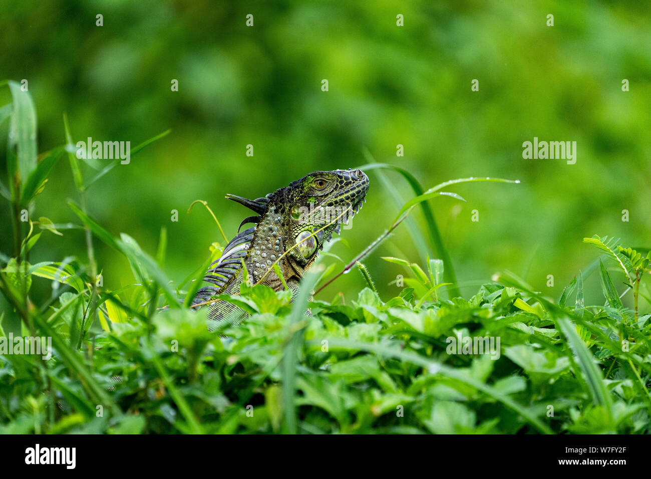 Grüner Leguan (Iguana Iguana) Stockfoto