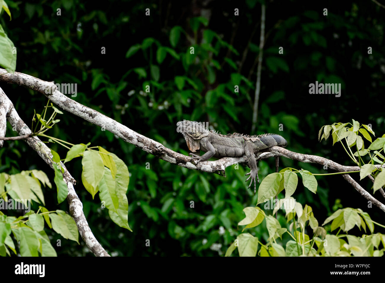 Grüner Leguan (Iguana Iguana) Stockfoto