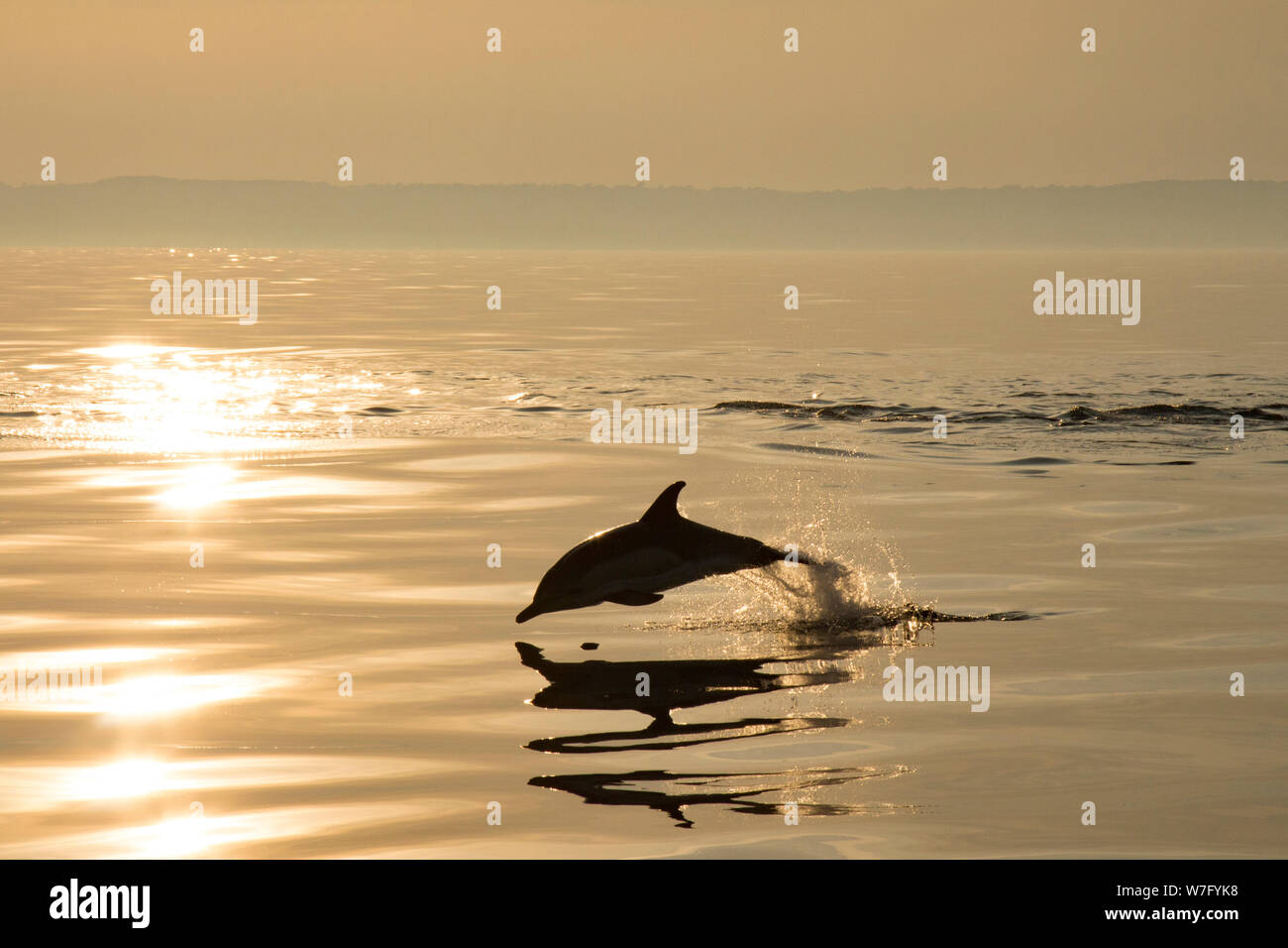 Eine kurze-beaked Common dolphin, Delphinus delphis, am Abend in die Lyme Bay ein paar Meilen heraus springen vom Hafen von West Bay vom Boot aus gesehen. Stockfoto