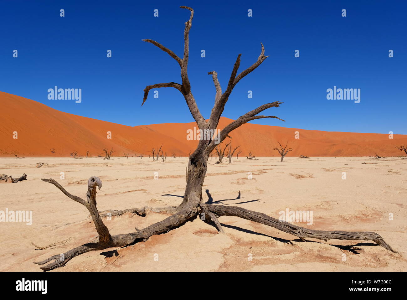 Deadvlei mit toten Kamel Dornenbäumen und rot-orangefarbenen Sanddünen im Namib-Naukluft-Nationalpark, Namibia Stockfoto