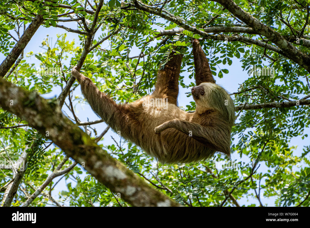 Hoffman's Zwei-toed Sloth (Choloepus hoffmanni) Ernährung in Manuel Antonio Nationalpark in Costa Rica Stockfoto