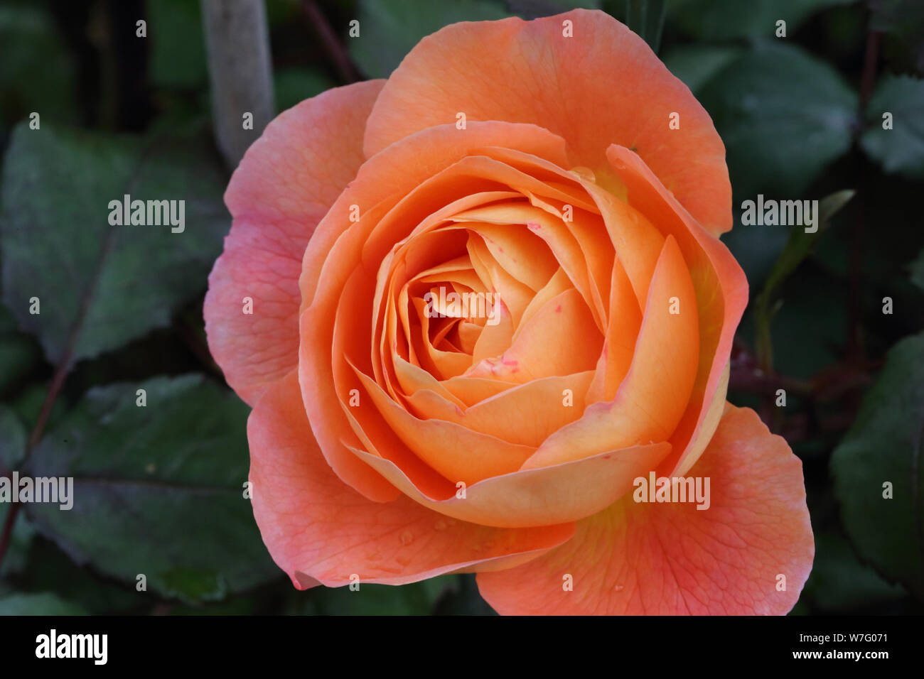 Nahaufnahme eines orange rose - rosa Stockfoto