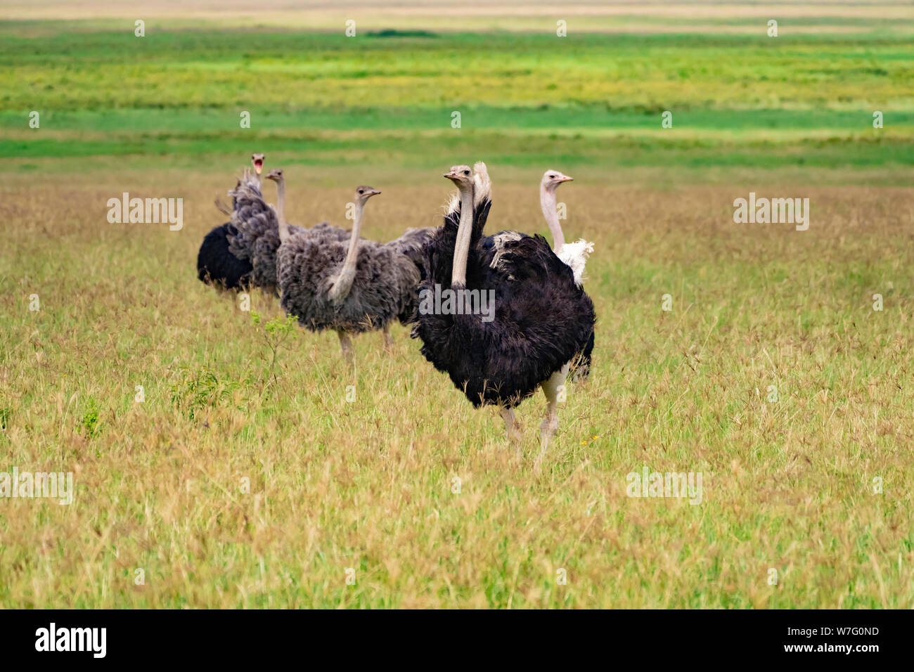 Eine Familie von Wilde Strauße (Struthio camelus). Diese Gruppe besteht aus Frauen und ein Mann. Der Strauß, einen flugunfähigen Vogel, ist die weltweit größte und t Stockfoto