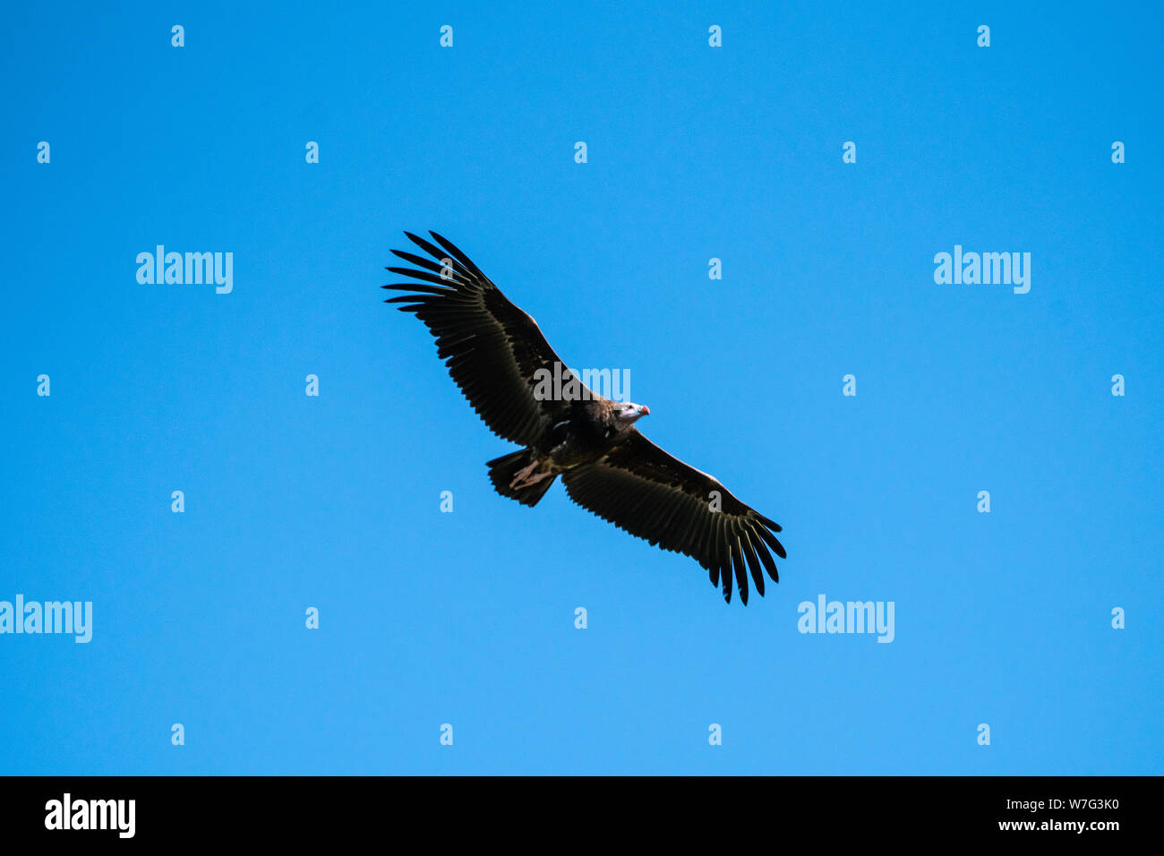 White-headed Vulture (Trigonoceps occipitalis) kritisch bedrohte Vogelarten endemisch in Afrika. Im Flug mit einem blauen Himmel im Hintergrund. Photographe Stockfoto