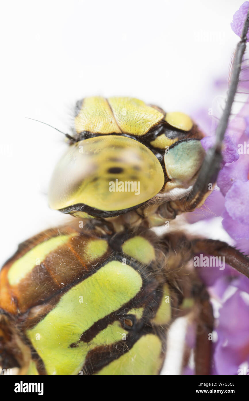 Eine südliche Hawker, Dragonfly, Aeshna cyanea, in einem Studio fotografiert vor der Freigabe. Bild zeigt Details von Kopf und Facettenaugen. North Dorset Ger Stockfoto