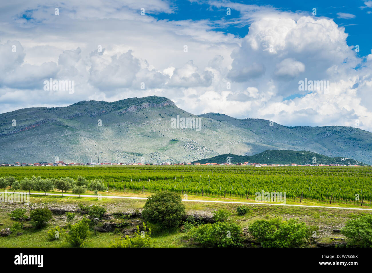 Montenegro, Weite grüne Weinberge von Wein Region podgorica Stadt neben Häuser und Berge in atemberaubender Natur Landschaft Stockfoto