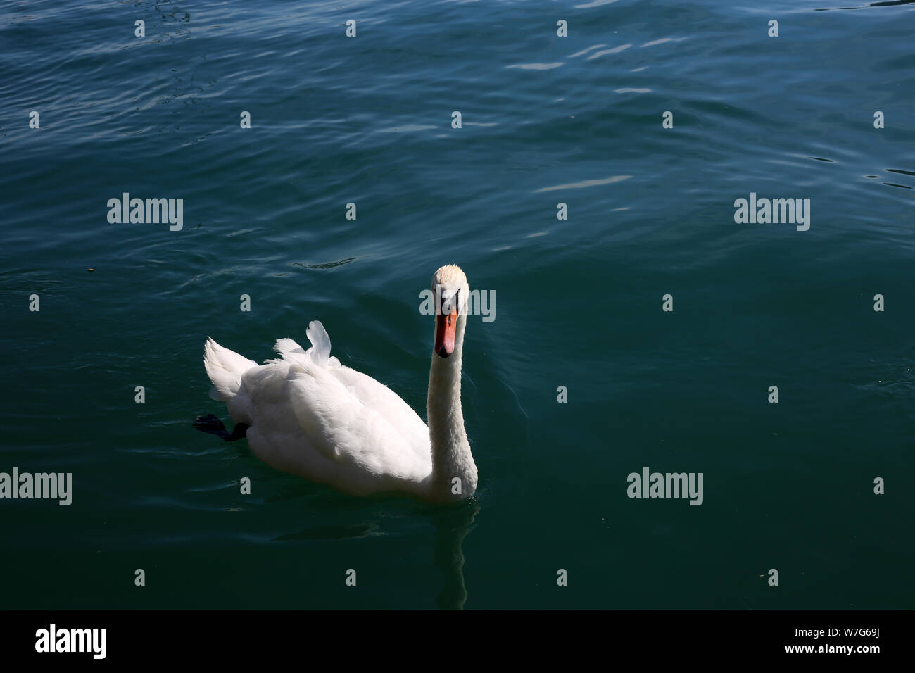 Schönen weißen Schwan, der in dunklen türkisfarbenen Wasser. An einem sonnigen Sommertag in Zürich, Schweiz, fotografiert. Dieses Bild ist ein Hochformat. Stockfoto