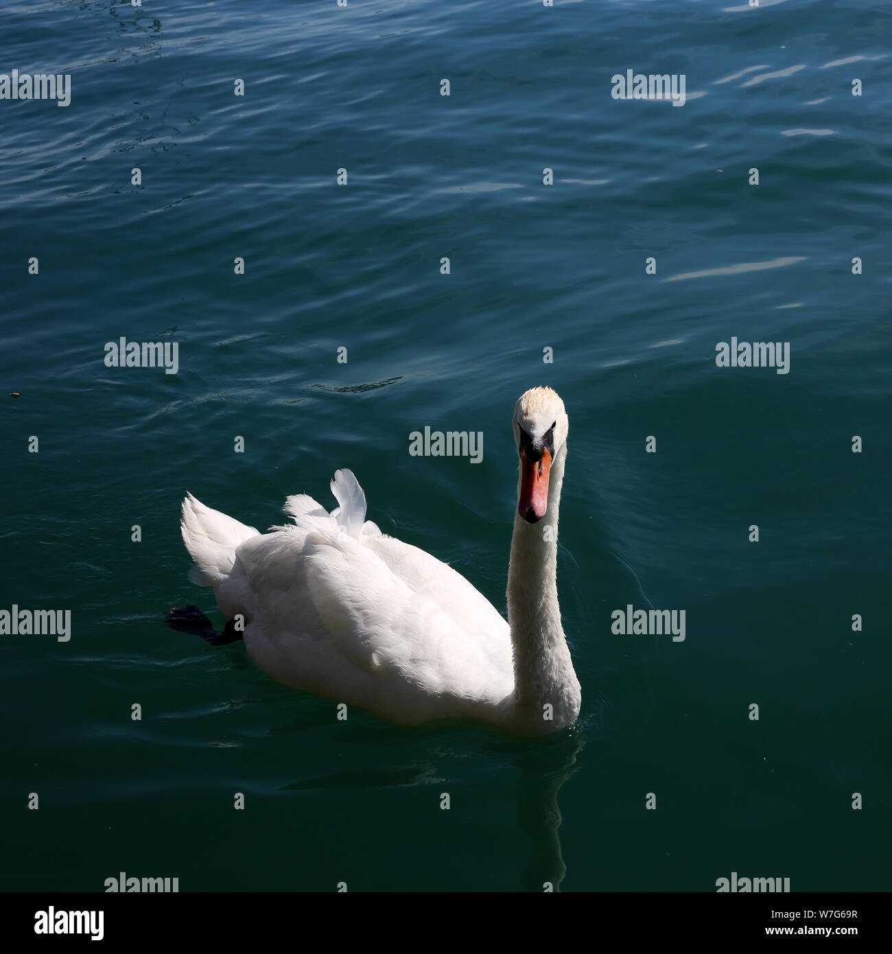 Schönen weißen Schwan, der in dunklen türkisfarbenen Wasser. An einem sonnigen Sommertag in Zürich, Schweiz, fotografiert. Dieses Bild ist ein Hochformat. Stockfoto Schönen weißen Schwan, der in dunklen türkisfarbenen Wasser. An einem sonnigen Sommertag in Zürich, Schweiz, fotografiert. Dieses Bild ist ein Hochformat. Stockfoto