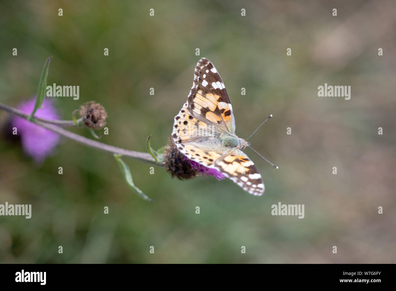 Raupe distelfalter -Fotos und -Bildmaterial in hoher Auflösung – Alamy