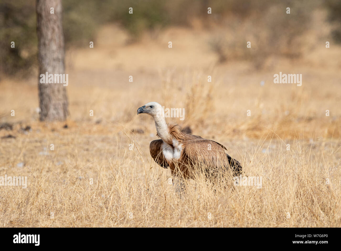 Eurasischen Gänsegeier (Tylose in Fulvus) im offenen Grasland in der Wüste Thar Nationalpark, Jaisalmer, Rajasthan, Indien Stockfoto