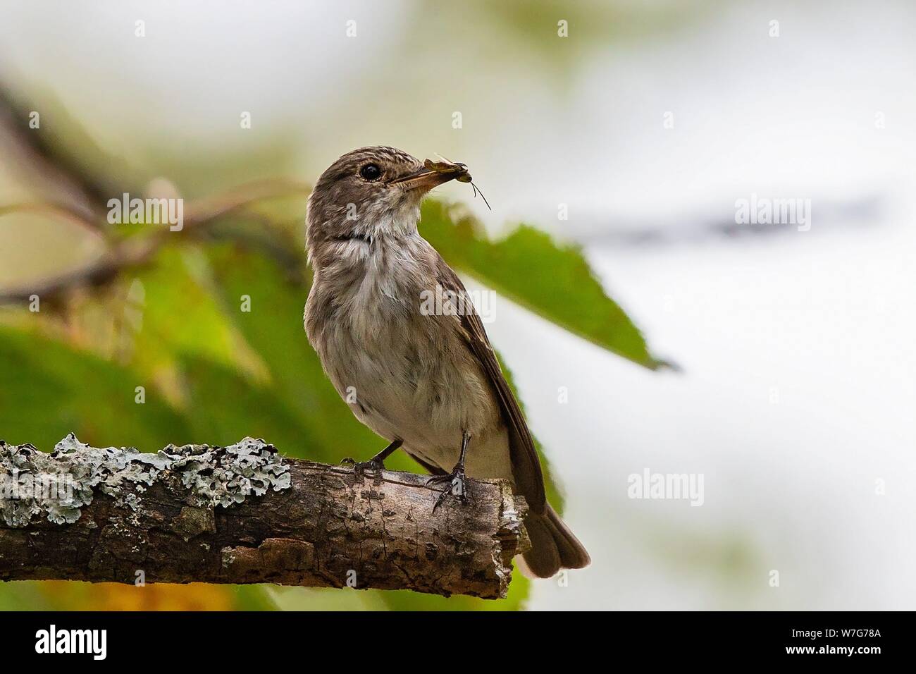 Gefleckte Schopftyrann (Muscicapa Striata) Erwachsene mit Insekt in Rechnung thront auf einem Zweig, Baden-Württemberg, Deutschland | Verwendung weltweit Stockfoto