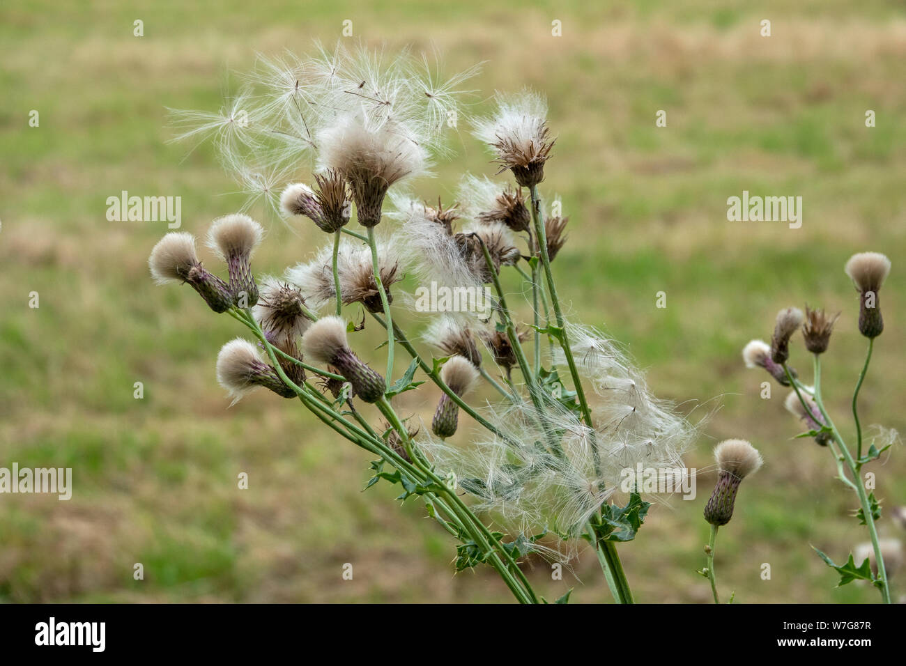 Thistle Seed, den Kopf in den Wind von der Pflanze mit Soft Focus Feld im Hintergrund gefangen Stockfoto