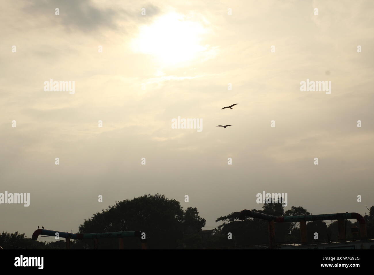 Himmel Vogel Stockfoto