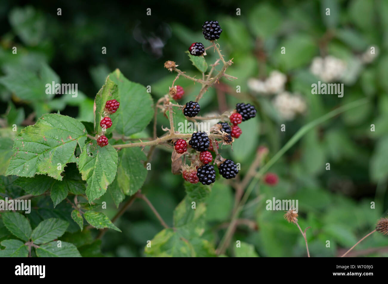 Wilden schwarzen Berrys am Waldrand Stockfoto