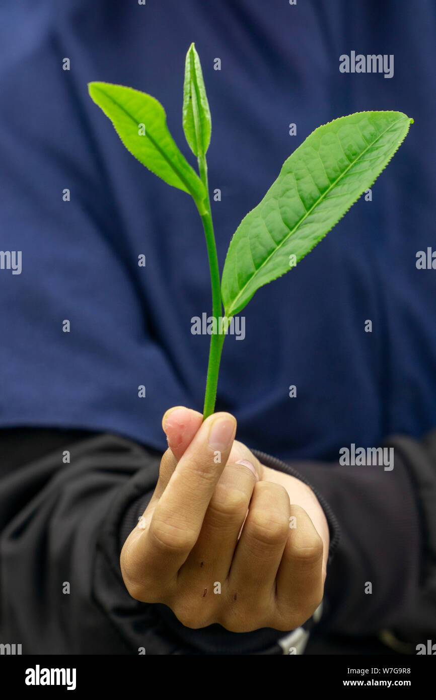 Frischer grüner Tee Blatt auf ein Mädchen Hand mit teebüschen Plantage Hintergrund Stockfoto