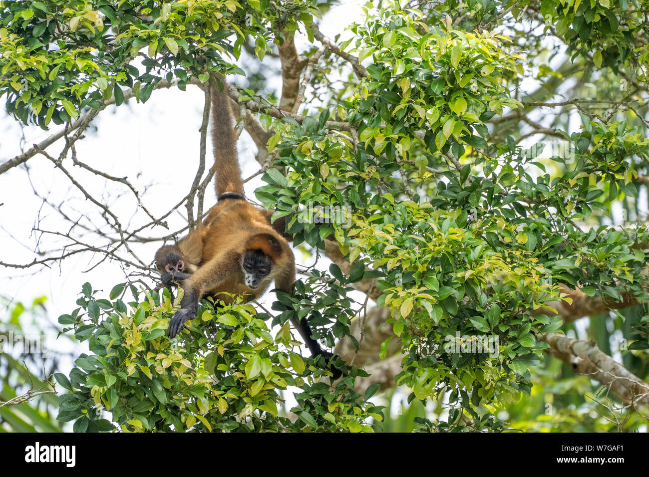 Spider monkey Mutter und Kind gemeinsam springen zwischen Bäumen in primären Regenwald Stockfoto
