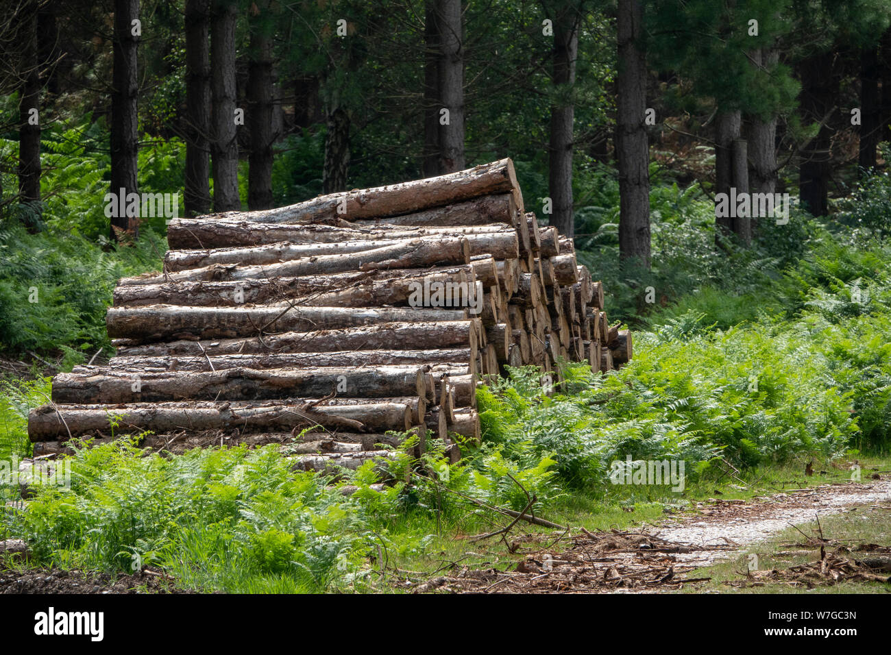Stapel von Längen von geschlagenem Holz durch Wald, Anschluss Stockfoto