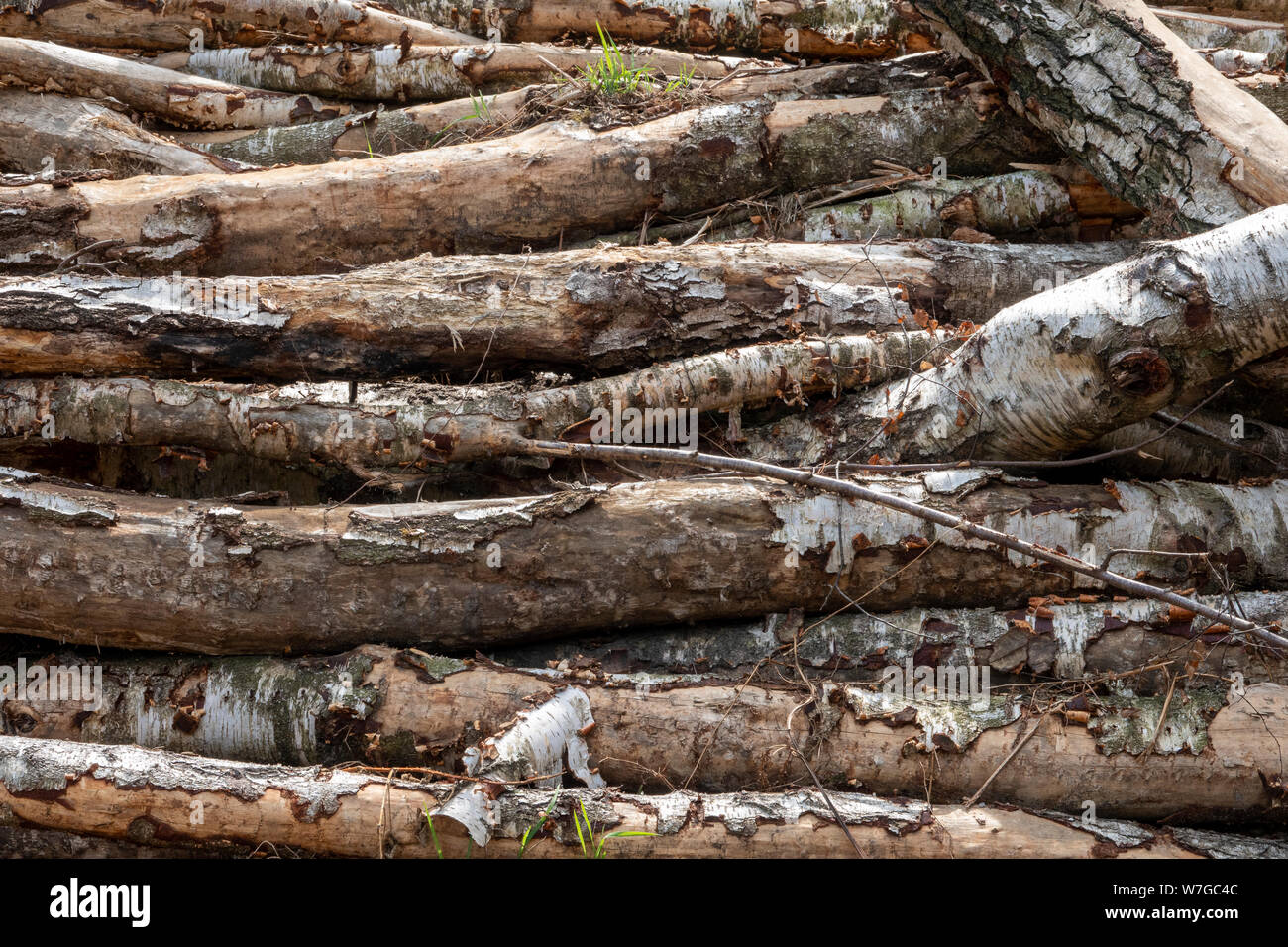 Stapel von Längen von geschlagenem Holz durch Wald, Anschluss Stockfoto