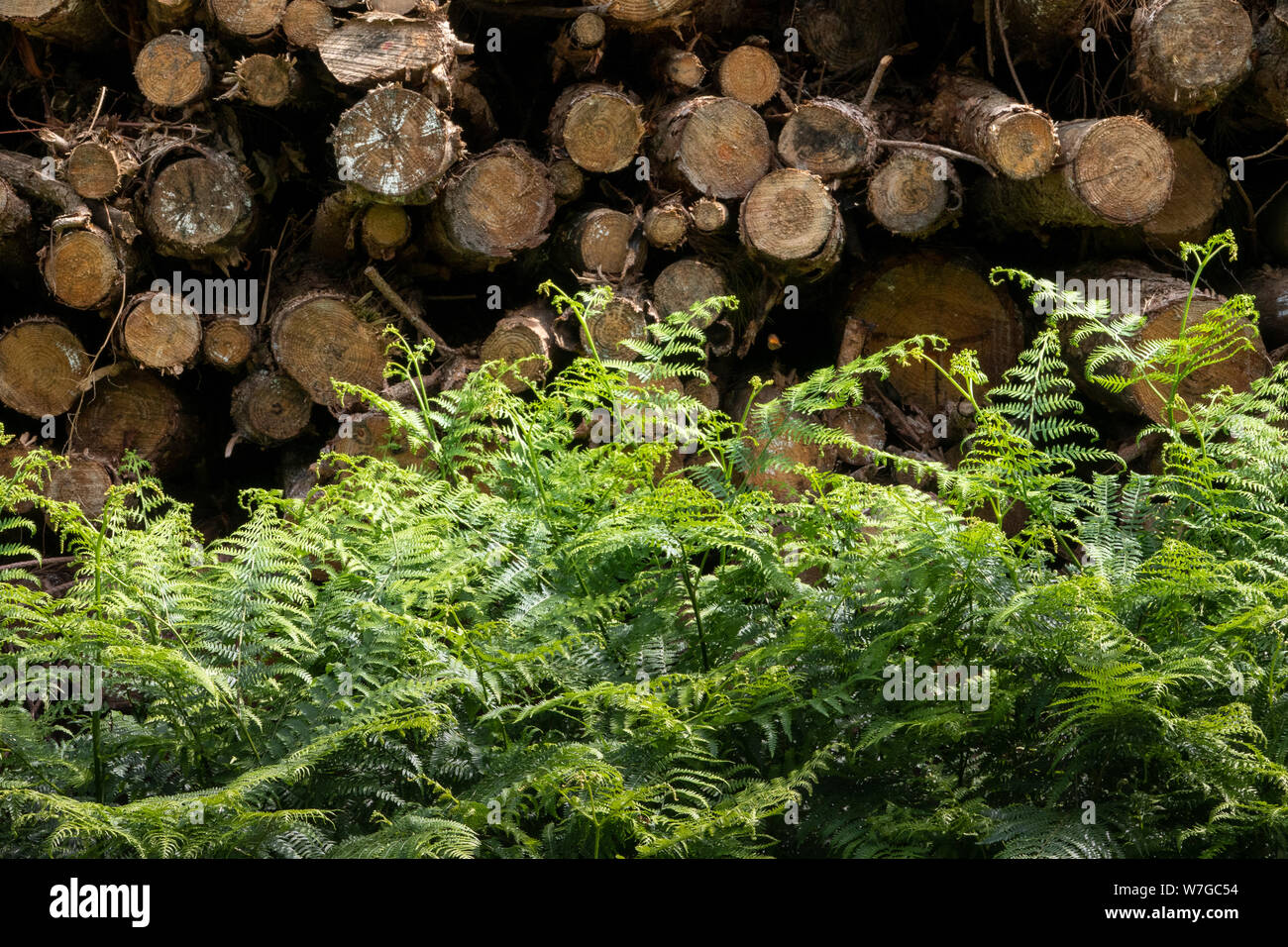 Stapel von Längen von geschlagenem Holz durch Wald, Anschluss Stockfoto